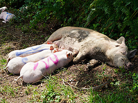 Drei Ferkel, die an der Muttersau säugen.