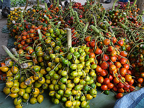 Fruchtstände mit gelben, grünen und orange-roten Pfirsichpalmenfrüchten sind auf grossen Blättern ausgelegt.