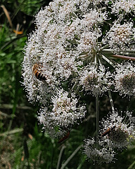 Biene auf Blüten.