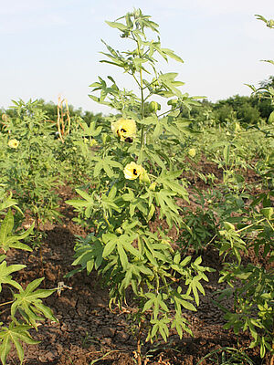 Cotton plant