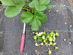 Un plant de fraises sur un film de paillage noir, avec des feuilles vertes ; à côté, des fleurs coupées et un couteau de poche rouge.