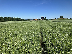 Kleinparzellen mit Sommererbsen-Gerste-Mischkulturen.