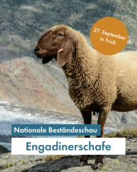 Ein Schaf steht sehr episch vor einer alpinen Berglandschaft. Text in Blau "Nationale Beständeschau Engadinerschafe, 27. September in Frick)