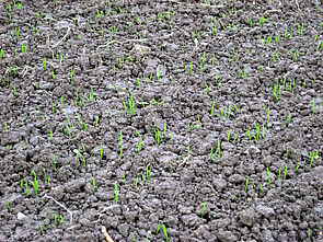 Bodenstruktur in der Variante Pflug,  mit jungen Weizenpflanzen.