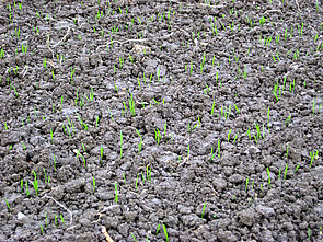 Jeunes plantes de blé.