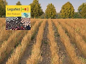 Feld von Kichererbsen milt Logo LeguNet-Podcast