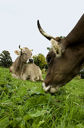 Milchkühe beim Weidegang