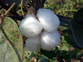 Open cotton boll