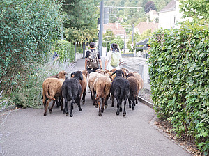 Zwei Frauen zügeln eine Schafherde an. Man sieht sie von hinten durch eine Strasse ziehen.