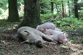 Eine Sau liegt auf dem Waldboden, während sie Ferkel säugt. Die Sau sieht sehr entspannt aus. Das Licht ist sanft.