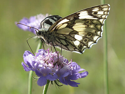 Butterfly species