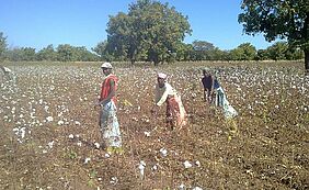 Organic cotton field