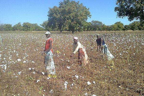 Organic cotton field