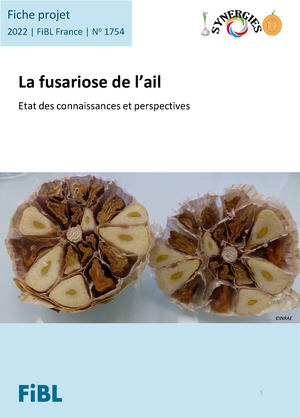 La fusariose de l’ail