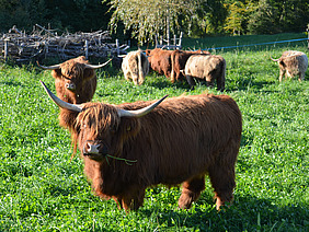 Highland-Rinder auf der Weide.