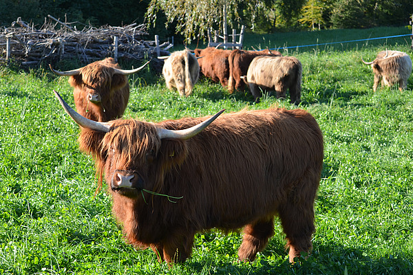 Highland-Rinder auf der Weide.