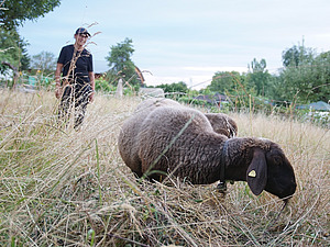 Aufnahme von einer Frau. Sie steht auf einem Feld. Im Vordergrund ist eines ihrer Schafe zu sehen.