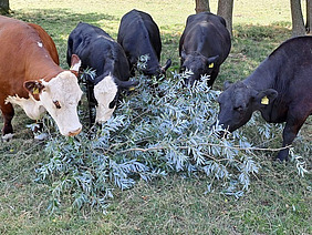A group of cows are eating twigs.