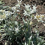 Edelweiss.