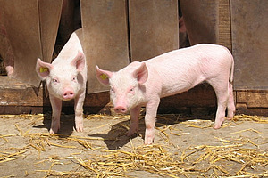 Zwei Ferkel im Auslauf.