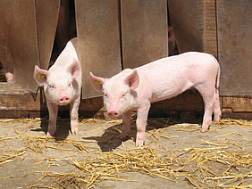 Zwei Ferkel im Auslauf