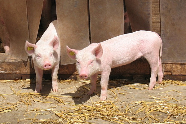Zwei Ferkel im Auslauf