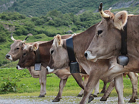 Des vaches avec des cornes.