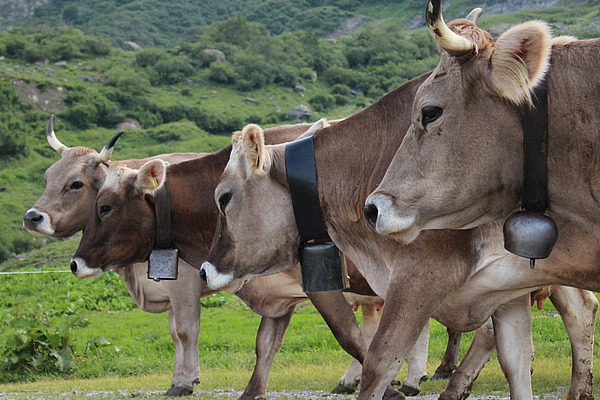 Des vaches avec des cornes.