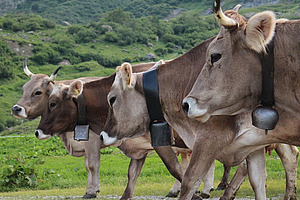 Cows with horns.