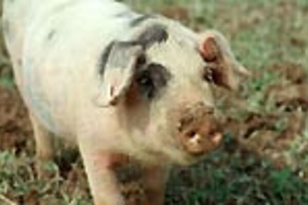 Freilandschwein