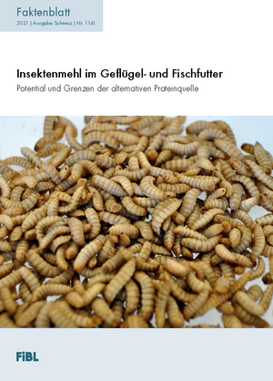 Insektenmehl im Geflügel- und Fischfutter