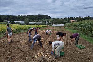 Viele Menschen auf einem Feld bei der Kartoffelernte