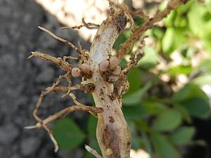 Plant root with nodules