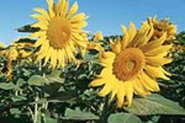 Sonnenblumen