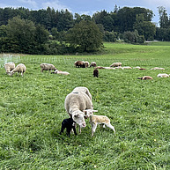 Ein Schaf mit zwei Lämmern steht auf einer grünen Weide. Im Hintergrund ist der Rest der Herde, ein Zaun und ein Wald. Das eine Lamm ist der Mutter zugewandt und steht sehr süss auf seinen wackeligen Beinen.
