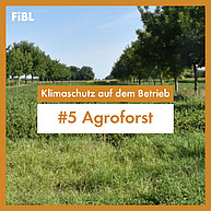 Ein Bild mit orangenem Rahmen und Text in der Mitte "Klimaschutz auf dem Betrieb: #5 Agroforst" ist zu sehen. Das Bild im Hintergrund zeigt einen Acker mit Reihen hoher Bäume links und rechts und weiterem Acker dahinter.