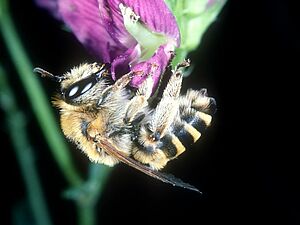 Biene auf Blüte