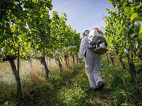 Ein Mensch im Spritz-Anzug geht durch Weinreben