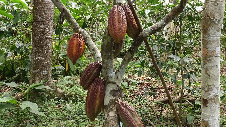 Several ripe cocoa pods are growing on the branches of a cocoa tree amidst dense tropical vegetation.