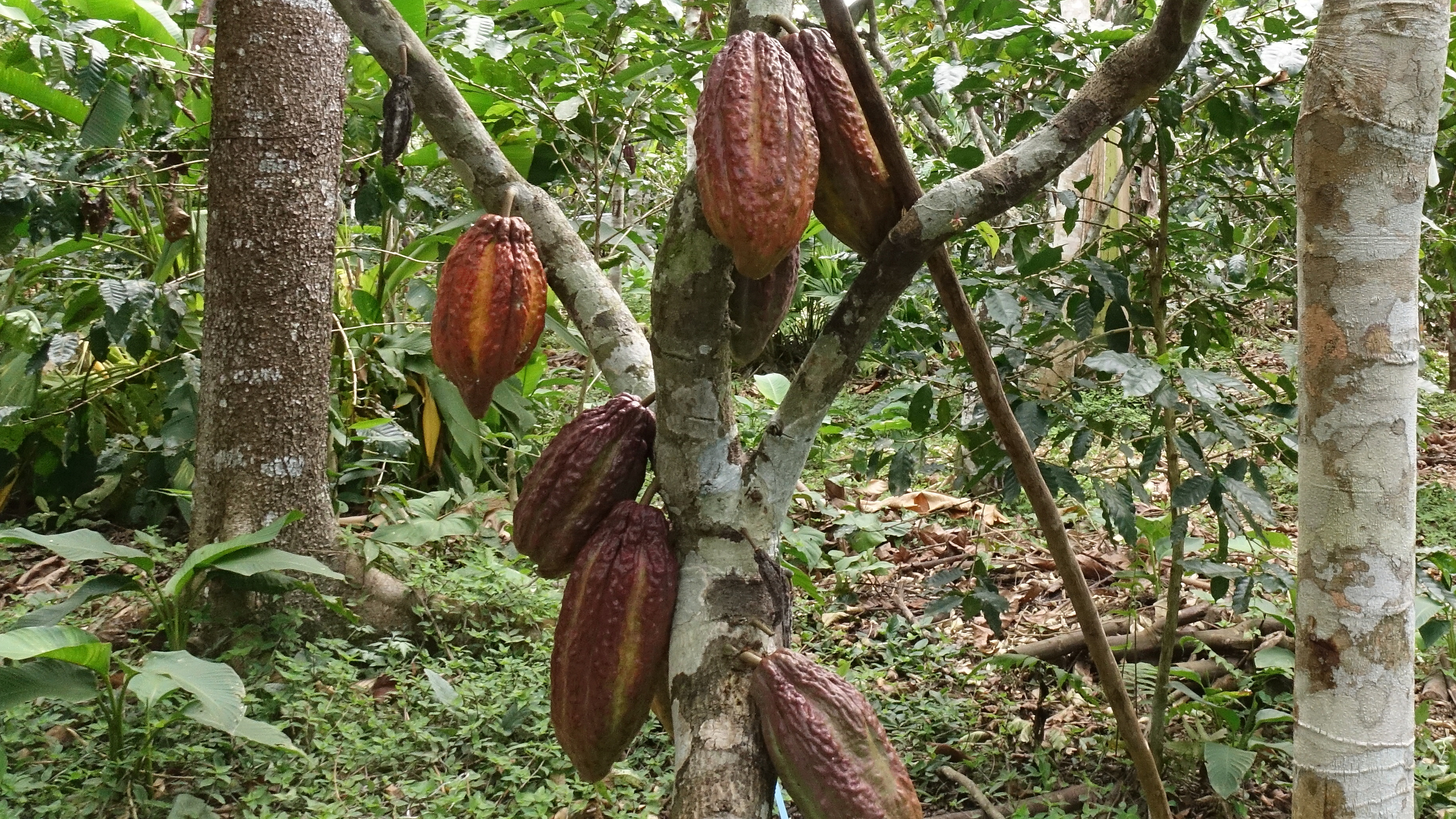 Several ripe cocoa pods are growing on the branches of a cocoa tree amidst dense tropical vegetation.