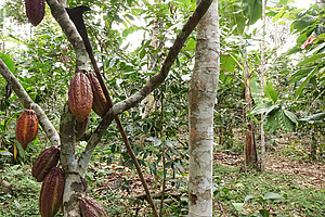 Several ripe cocoa pods are growing on the branches of a cocoa tree amidst dense tropical vegetation.