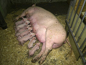 Newborn piglets