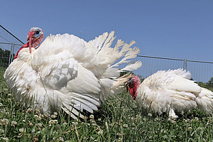 Puten auf der Wiese.