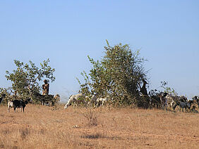 A local farmer with livestock herding his animals 