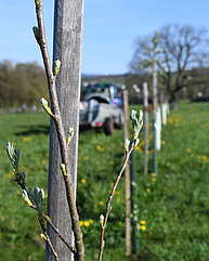 Kreative Aufnahme von der Agroforstanlage.