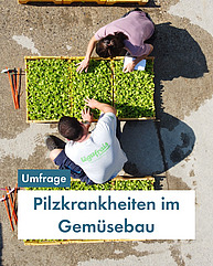 Aus der Vogelperspektive sieht man zwei junge Menschen an einem Holzkistchen mit Setzlingen arbeiten. Die Menschen sind in der Hocke, tragen T-shirts und sind in der vollen Sonne.