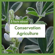 Der Titel "5 facts about Conservation agriculture" steht in grün auf einem Hintergrundbild mit Lupinenblättern. Rundherum hat es einen grünen Rahmen.