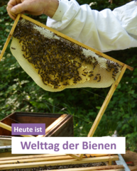 Eine Person hält eine Bienenwabe voller Bienen in die Kamera.