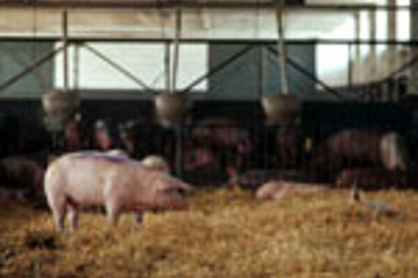 Schwein