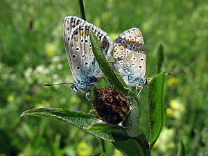 Hauhechelbläuling (Polyommatus icarus)